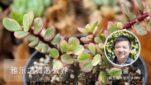 雅乐之舞怎么养