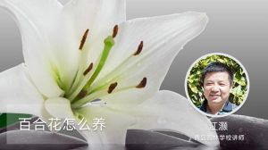 百合花怎么养