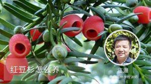 红豆杉怎么养