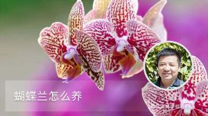 蝴蝶兰怎么养