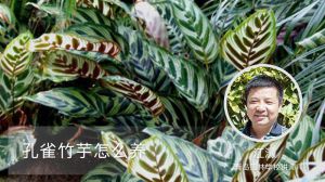 孔雀竹芋怎么养