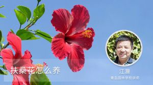 扶桑花怎么养