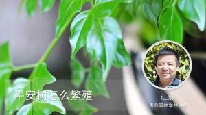平安树怎么繁殖