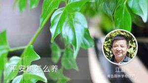 平安树怎么养
