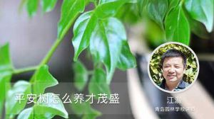 平安树怎么养才茂盛