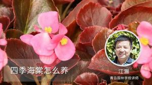 四季海棠怎么养