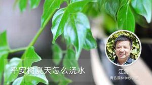 平安树夏天怎么浇水