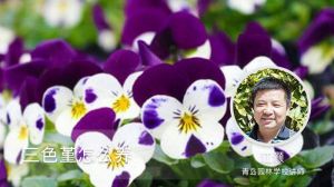 三色堇怎么养