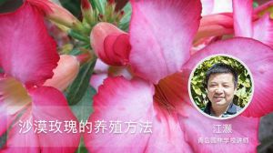 沙漠玫瑰的养殖方法