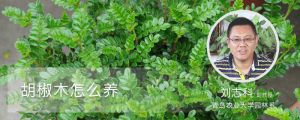 胡椒木怎么养