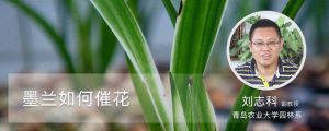 墨兰如何催花