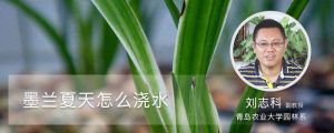 墨兰夏天怎么浇水