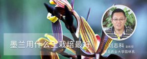 墨兰用什么土栽培最好