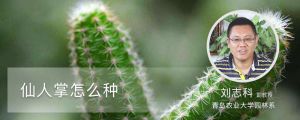 仙人掌怎么种