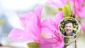杜鹃花怎么养