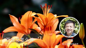 百合花怎么养