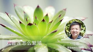 观音莲怎么繁殖