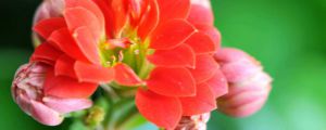长寿花冬天会冻死吗