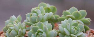 多肉移植后多久浇水