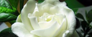 栀子花蔫了还能活吗