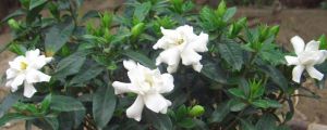 栀子花为什么掉花蕾