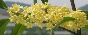 桂花几月开
