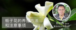 栀子花的养殖方法和注意事项