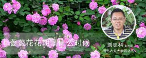 蔷薇花花期是什么时候