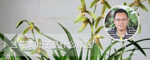 兰花黄叶子是什么原因
