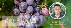 葡萄什么时间成熟