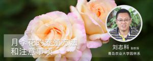 月季花的养殖方法和注意事项