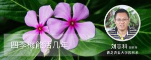 四季梅能活几年