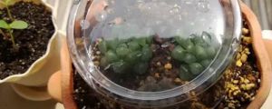 多肉冬天套矿泉水瓶好吗