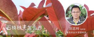 石楠秋天怎么养