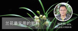 兰花最实用的肥料