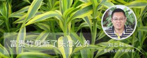 富贵竹剪断了头怎么养