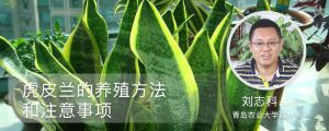 虎皮兰的养殖方法和注意事项