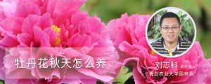牡丹花秋天怎么养