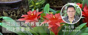 鸿运当头的养殖方法和注意事项