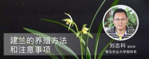 建兰的养殖方法和注意事项