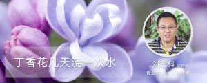 丁香花几天浇一次