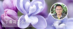 丁香花怎么养