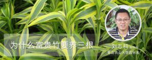 为什么富贵竹要养三根