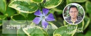 花叶蔓长春可以水培吗