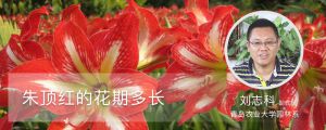 朱顶红的花期多长