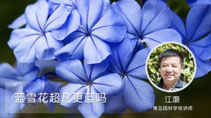 蓝雪花超凡更蓝吗