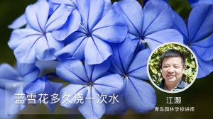 蓝雪花多久浇一次水