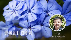 蓝雪花打顶步骤