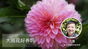 大丽花好养吗