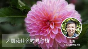 大丽花什么时候种植